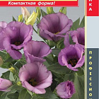 Фиолетовый