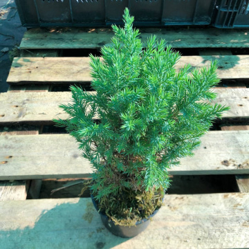 Стандарт поставки 5 Можжевельник китайский Стрикта