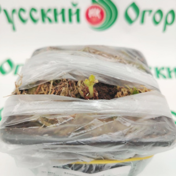 Стандарт поставки 11 Земляника Альбион