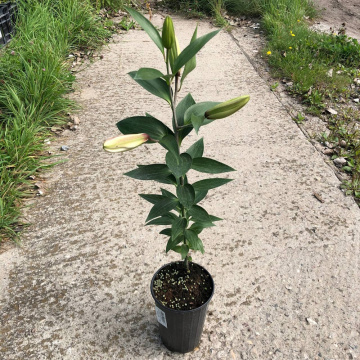 Стандарт поставки 21 Лилия Мисс Пекулиар