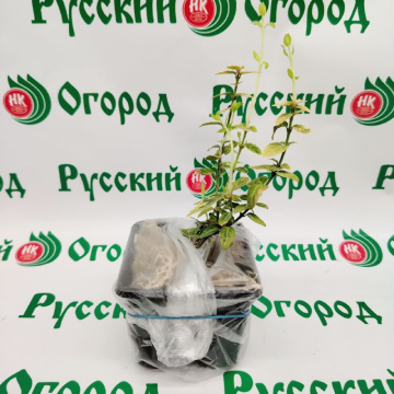 Стандарт поставки 2 Бересклет форчуна Эмеральд Голд
