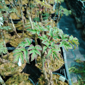 Стандарт поставки 9 Пион древовидный Король Цветов