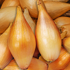 Лук-севок Бамбергер