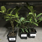 Лавровишня Забелиана