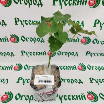 Стандарт поставки 6 Батат Ковингтон