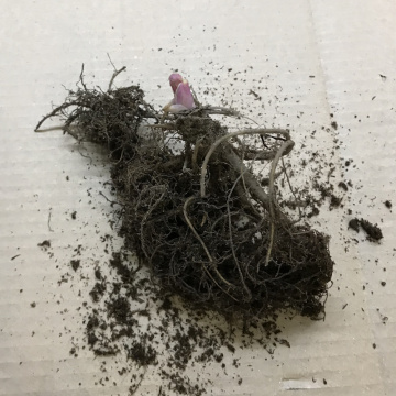 Стандарт поставки 5 Аквилегия Вильям Гиннес