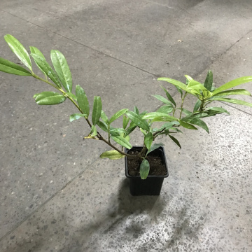 Стандарт поставки 3 Лавровишня Забелиана