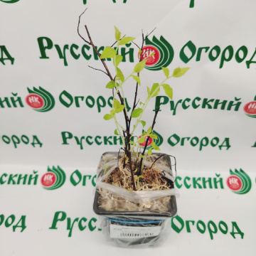 Стандарт поставки 2 Спирея японская Дартс Ред