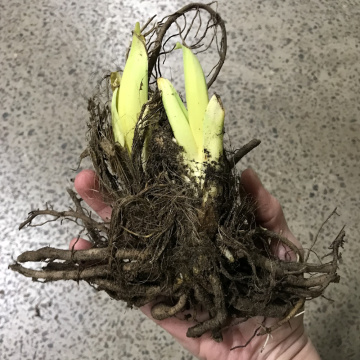 Стандарт поставки 12 Лилейник гибридный Милдред Митчел