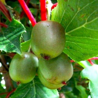 Актинидия аргута Рогов, горшок 2л - купить с доставкой