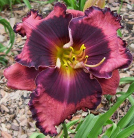 Hemerocallis The Band Played On - купить с доставкой