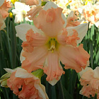 Нарцисс Вальс