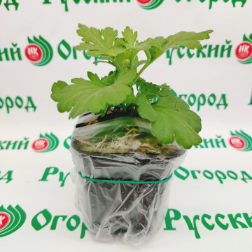 Стандарт поставки 5 Хризантема Рубиновый курган
