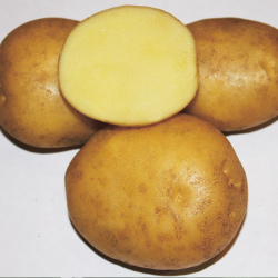 Bramborový meteor