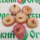 Гладиолус Шоколадное Парфэ