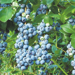 Blueberry Bluecrop