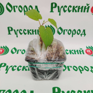 Стандарт поставки 5 Актинидия коломикта Вафельная