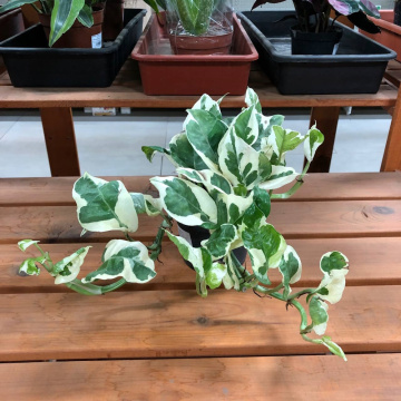 Стандарт поставки 3 Эпипремнум Энджой, D-12