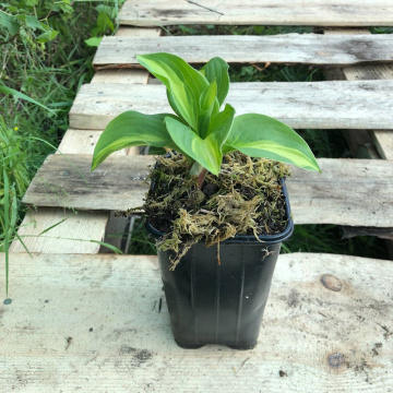 Стандарт поставки 5 Хоста Бродвей 