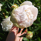 Пион травянистый Флоренс Никольс