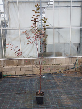 Стандарт поставки 4 Яблоня с красной мякотью Красная Вертмана (горшок 7л)