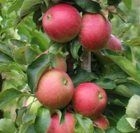 Яблоня колоновидная Гейзер (горшок 7л) - купить с доставкой