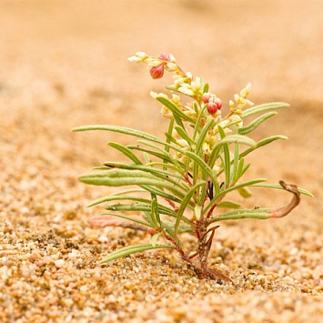 Песчаная почва — возможность создать уникальное садовое решение