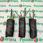 Роза Сатин (горшок 2л)