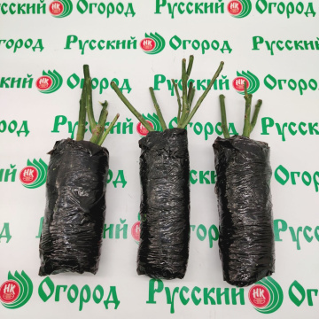 Стандарт поставки 11 Роза Сатин (горшок 2л)