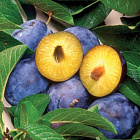 Слива домашняя Яичная синяя