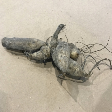 Стандарт поставки 3 Георгина Сакура Фубуки