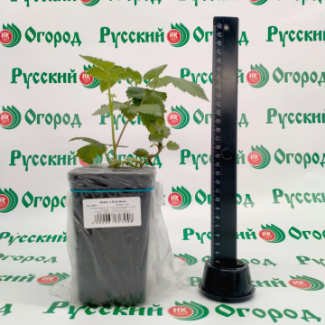 Стандарт поставки 1 Ежевика Блек Джем