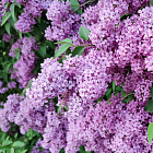 Сирень Школьница