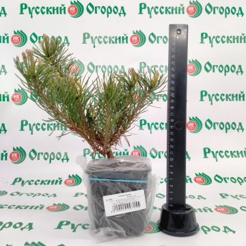 Стандарт поставки 5 Сосна горная