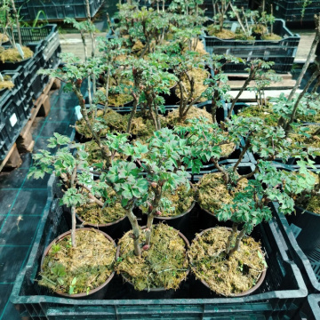 Стандарт поставки 8 Пион древовидный Король Цветов