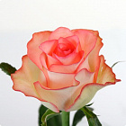 Роза Джумилия рыжая