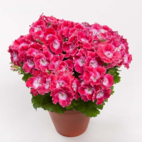 Пеларгония крупноцветковая Мелва Черри Роуз - купить с доставкой