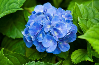 Hydrangea macrophylla Bluebird