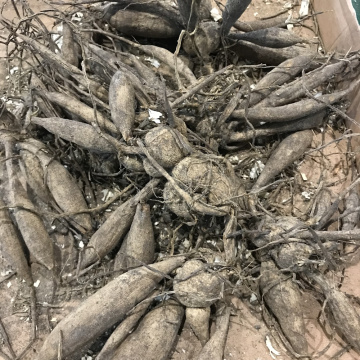 Стандарт поставки 16 Георгина Шоу энд Телл