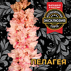 Гладиолус Пелагея