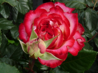 Роза штамбовая Маурициус - купить с доставкой