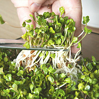 Микрозелень Срежь и съешь!™