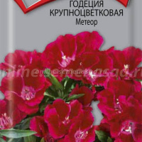 Годеция крупноцветковая Метеор  - купить с доставкой