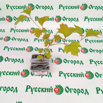 Стандарт поставки 3 Калина Таёжные рубины