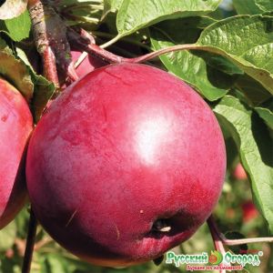 Яблоня Большой оригинал