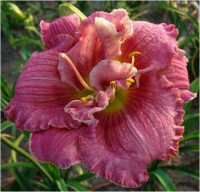 Hemerocallis Over The Top - купить с доставкой