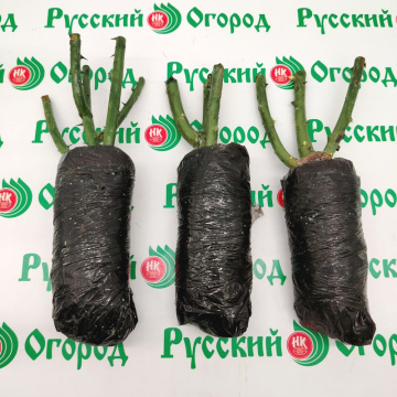 Стандарт поставки 9 Роза Сатин (горшок 2л)
