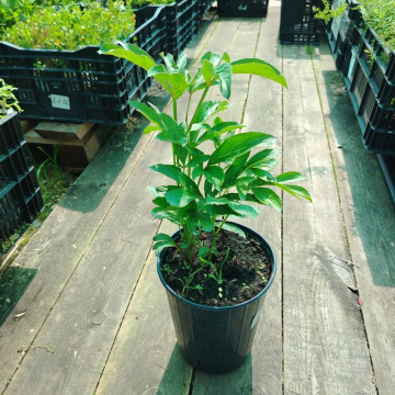 Стандарт поставки 7 Пион травянистый Мунлайт Сноу