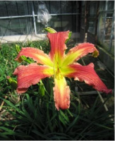 Hemerocallis Raspberry Star - купить с доставкой