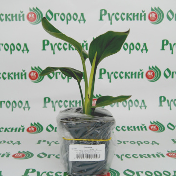Стандарт поставки 2 Стрелиция
